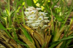 Zeuxine strateumatica